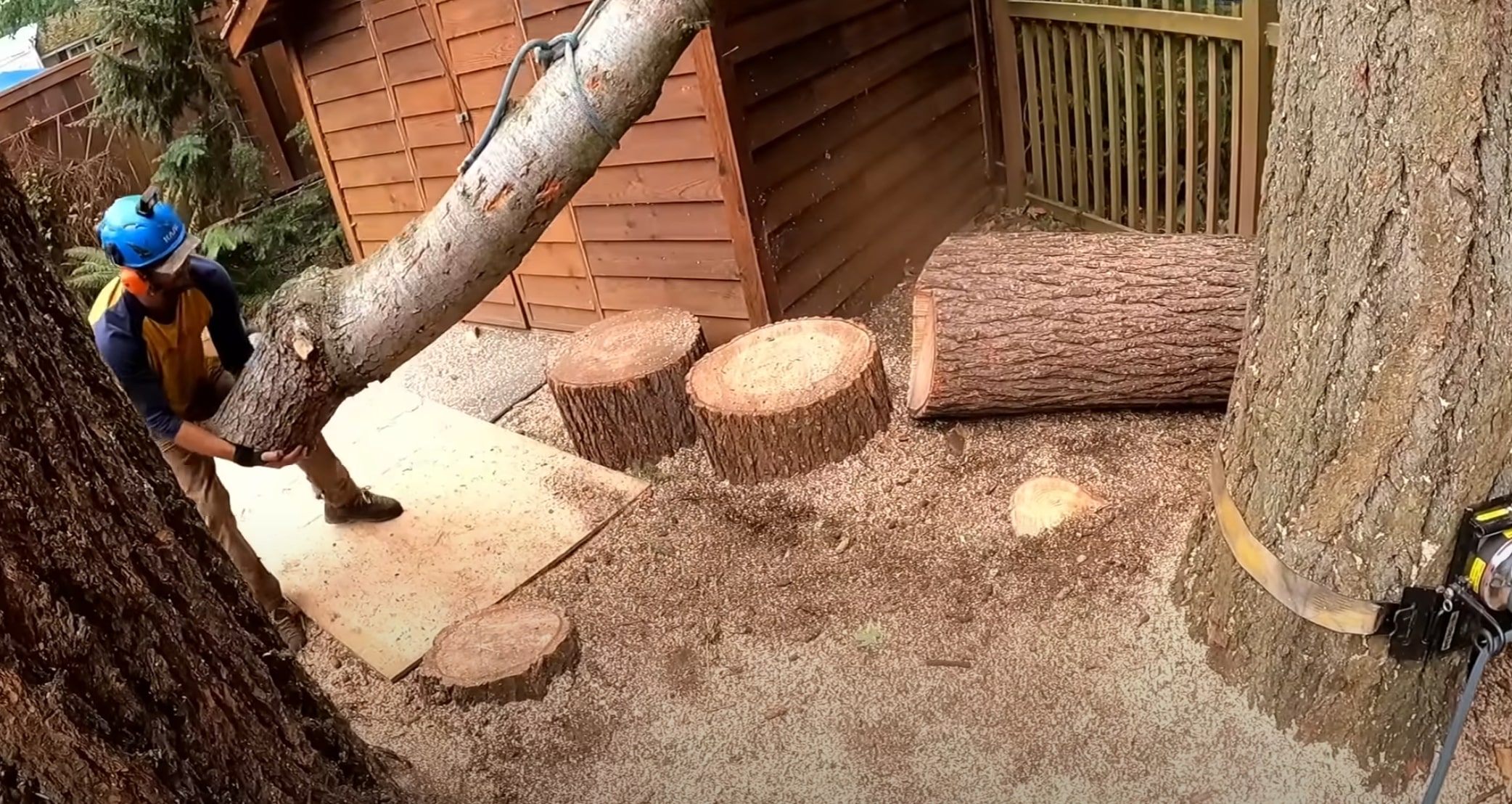 Professional tree removal crew working safely in Alameda backyard